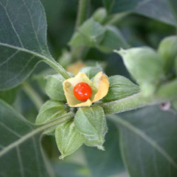 Withania somnifera, Ashwagandha, Ginseng indien, seeds
