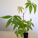 Noisetier de Cayenne, Pachira glabra, Bombacopsis glabra, Bombax glabrum, Pistache Arbuste, Noix de Saba