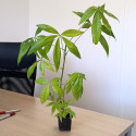 Noisetier de Cayenne, Pachira glabra, Bombacopsis glabra, Bombax glabrum, Pistache Arbuste, Noix de Saba