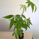 Noisetier de Cayenne, Pachira glabra, Bombacopsis glabra, Bombax glabrum, Pistache Arbuste, Noix de Saba