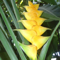 1 plant racines nues de...