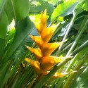 Balisier Géant Jaune des caraïbes Heliconia caribaea plante exotique Antilles fleurs plant racines nues rhizomes