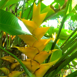 Balisier Géant Jaune des caraïbes Heliconia caribaea plante exotique Antilles fleurs plant racines nues rhizomes