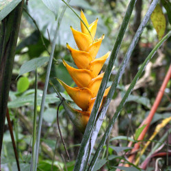Balisier Géant Jaune des caraïbes Heliconia caribaea plante exotique Antilles fleurs plant racines nues rhizomes