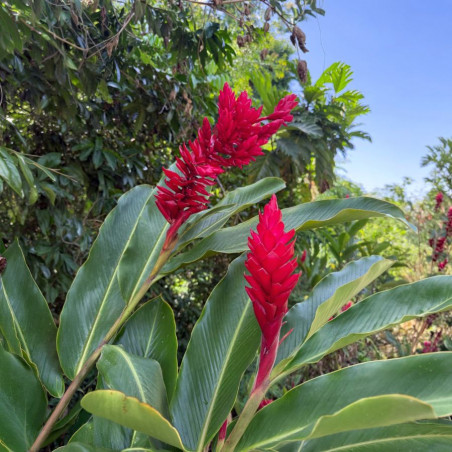 Alpinia purpurata, gingembre rouge, double rouge tahiti, opuhi, Raiatea, Zingiberaceae, plante exotique, fleurs rouges