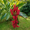 Alpinia purpurata, gingembre rouge, double rouge tahiti, opuhi, Raiatea, Zingiberaceae, plante exotique, fleurs rouges