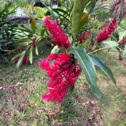 Alpinia purpurata, gingembre rouge, double rouge tahiti, opuhi, Raiatea, Zingiberaceae, plante exotique, fleurs rouges