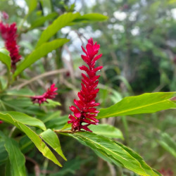 Alpinia purpurata, gingembre rouge, double rouge tahiti, opuhi, Raiatea, Zingiberaceae, plante exotique, fleurs rouges