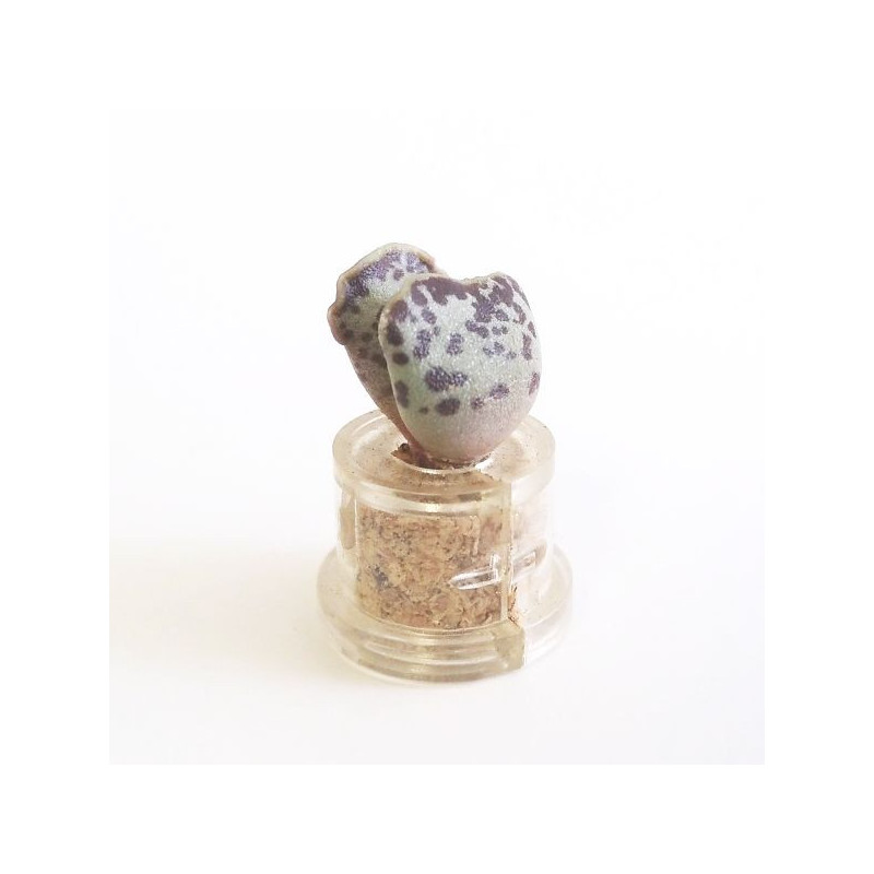 Babyplante Cupid Wings mini cactus Adromischus clavifolius Babyplante Cupid Wings mini cactus Adromischus clavifolius