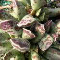 Cactus Adromischus clavifolius cooperi