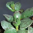 Plante cactus Adromischus clavifolius cooperi