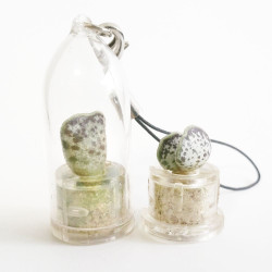 Babyplante Cupid Wings Adromischus clavifolius porte clé cactus