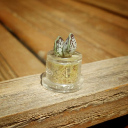 Babyplante Cupid Wings petite plante mini cactus Adromischus clavifolius