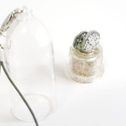 Babyplante Cupid Wings Adromischus clavifolius porte clé cactus