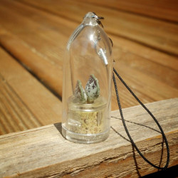 Babyplante Cupid Wings mini plante cactus Adromischus clavifolius