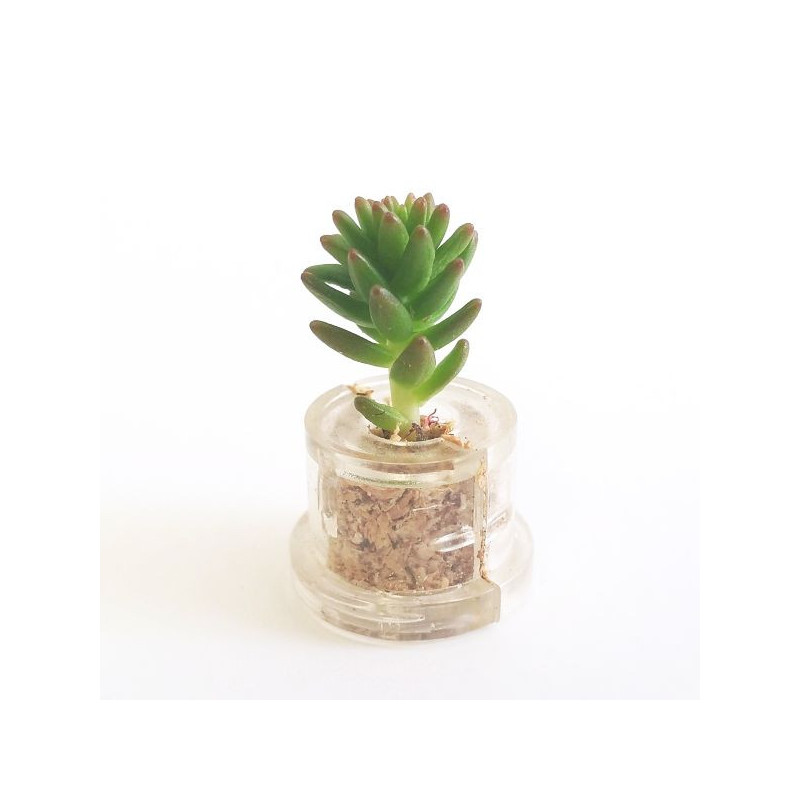 Babyplante Green Pet Sedum spiral staircase Babyplante Green Pet Sedum spiral staircase