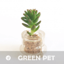 Babyplante Green Pet (Sedum spiral staircase)