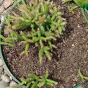 Rhipsalis burchelli en train de pousser dans son pot