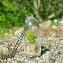 Babyplante cactus Green Pet mini plante Sedum spiral staircase