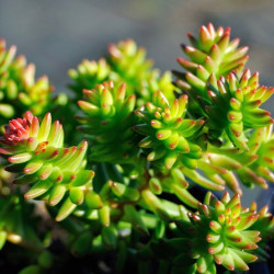Mini plante Sedum spiral staircase