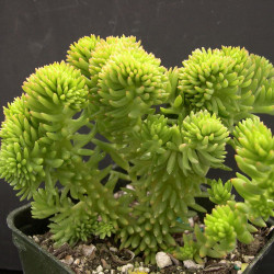 Plante cactus Sedum spiral staircase