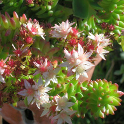 Sedum spiral staircase fleurs