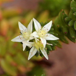 Sedum spiral staircase floraison