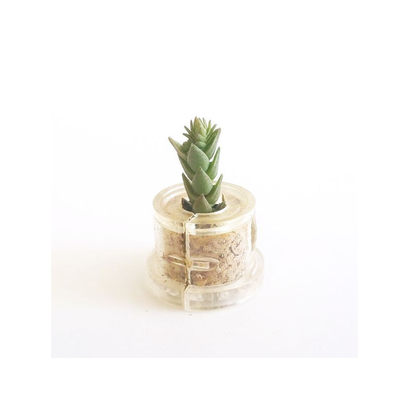 Babyplante Noctop Crassula Pyramidalis Babyplante Noctop Crassula Pyramidalis