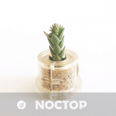 Babyplante Noctop mini plante succulente Crassula Pyramidalis