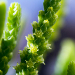 Babyplante Crassula Pyramidalis fleurs