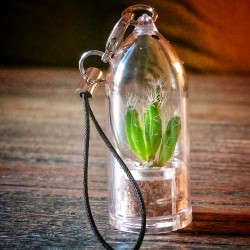 Vraie petite mini plante Rhipsalis burchelli en porte clé
