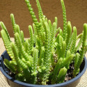 Plante Crassula Pyramidalis