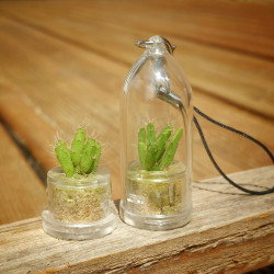 Babyplante mini plante Ant Apple Rhipsalis burchelli en format porte clé, et sans la capsule