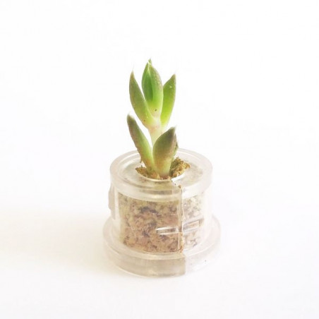 Babyplante Rock Flower mini plante cactus Orostachys Japonica