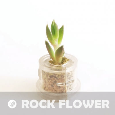 mini plante Babyplante Rock Flower petit cactus succulente Orostachys Japonica
