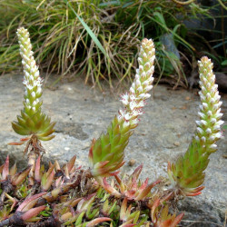 Mini plante cactus Orostachys Japonica fleurs