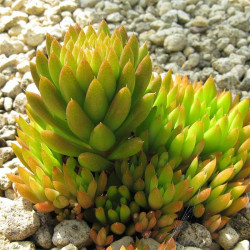 Cactus Orostachys Japonica