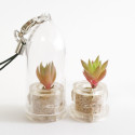 Babyplante Rock Flower mini plante cactus Orostachys Japonica porte clé