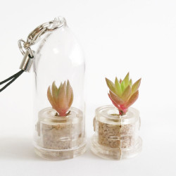 Babyplante Rock Flower mini plante cactus Orostachys Japonica porte clé