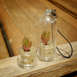 Babyplante Rock Flower mini cactus Orostachys Japonica porte clé