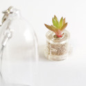 mini plante Babyplante Rock Flower cactus Orostachys Japonica