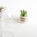 Petit mini Rhipsalis burchelli - bouture pour babyplante
