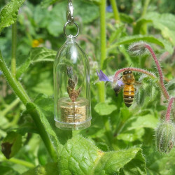 Babyplante mini plante cactus succulente Black Phoenix - Kalanchoe Houghton's Hybrid - une abeille butine