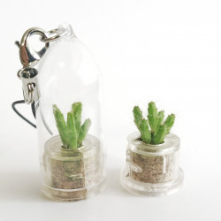 Babyplante mini plante Ant Apple Rhipsalis burchelli