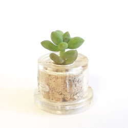 Babyplante Neo Angel - Mini plante cactus
