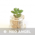 Babyplante Neo Angel Mini plante cactus Cremnophila Linguifolia