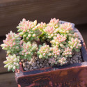 Cactus Cremnophila Linguifolia succulente