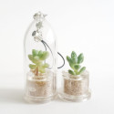 Babyplante Neo Angel - Mini plante cactus Cremnophila Linguifolia