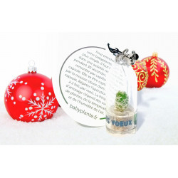 Babyplante Meilleurs Voeux - Mini plante cactus cadeau personnalisé Bonne Année