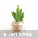 Babyplante Ant Apple mini plante cactus de la variété Rhipsalis burchelli